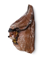 Декоративное кашпо из гипса «Ёжик в мешочке с кукурузой», 0.18 л, 13.2×11×20 см - Фото 5