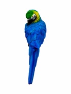 Подвесной декор из полистоуна «Синий ара», 9×6×20 см - фото 64531222