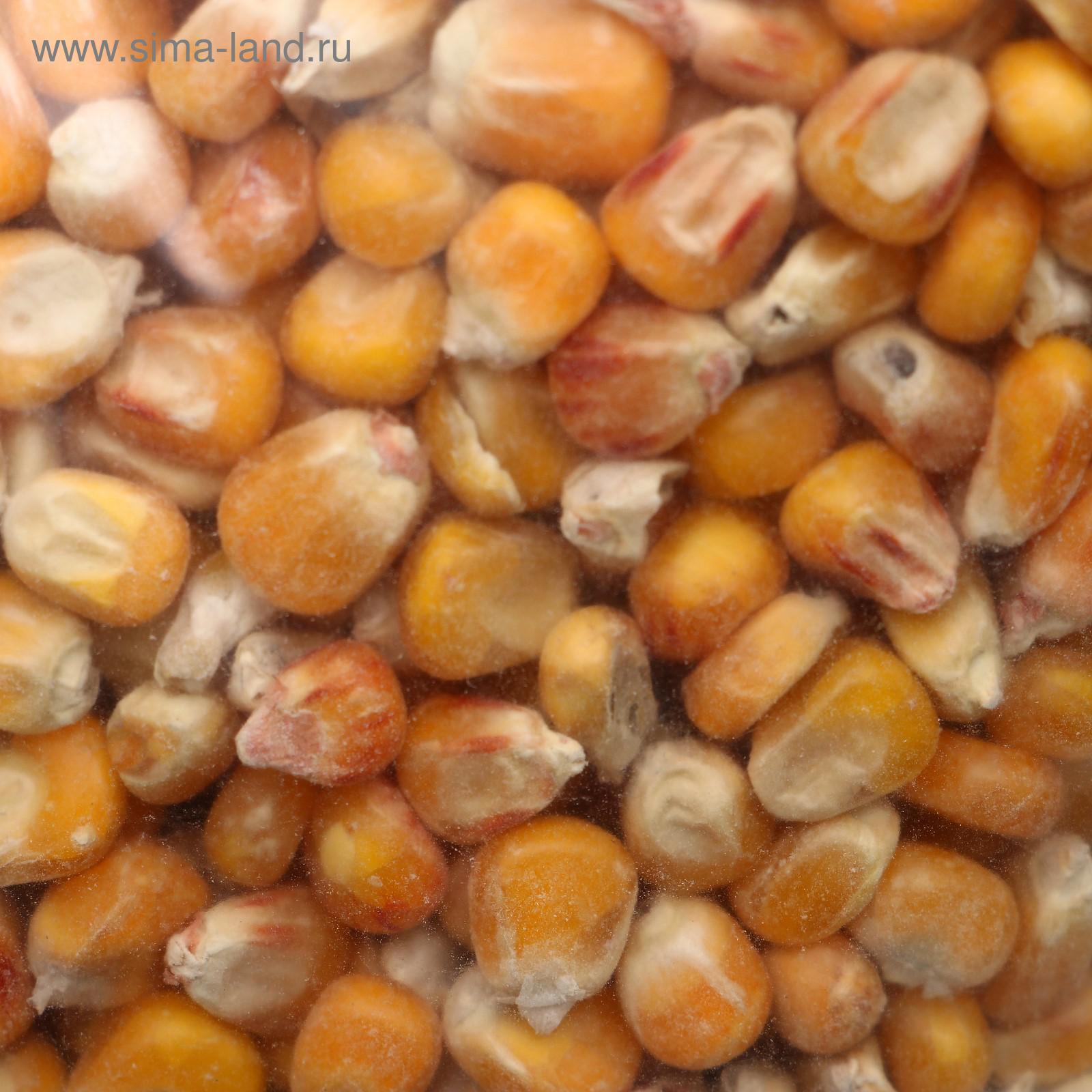 Как выглядят семена кукурузы Как выглядят семена кукурузы