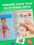 Наклейки «Секреты тела человека», 16 стр. - Фото 3