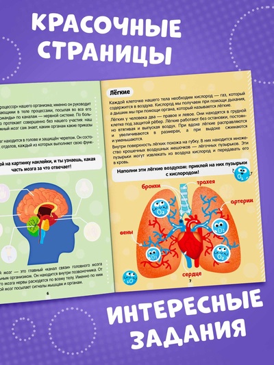 Наклейки «Как устроено моё тело», 16 стр.