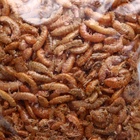 Корм для рыб и черепах «Пижон» гаммарус тушка, 15 г - Фото 5