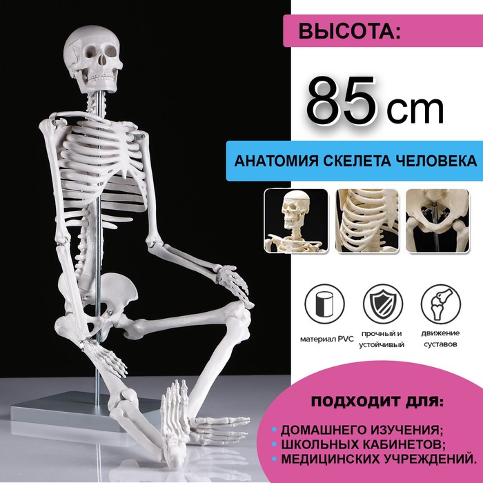 Макет "Скелет человека" 85см - Фото 1