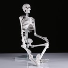 Макет "Скелет человека" 85см - фото 7696512