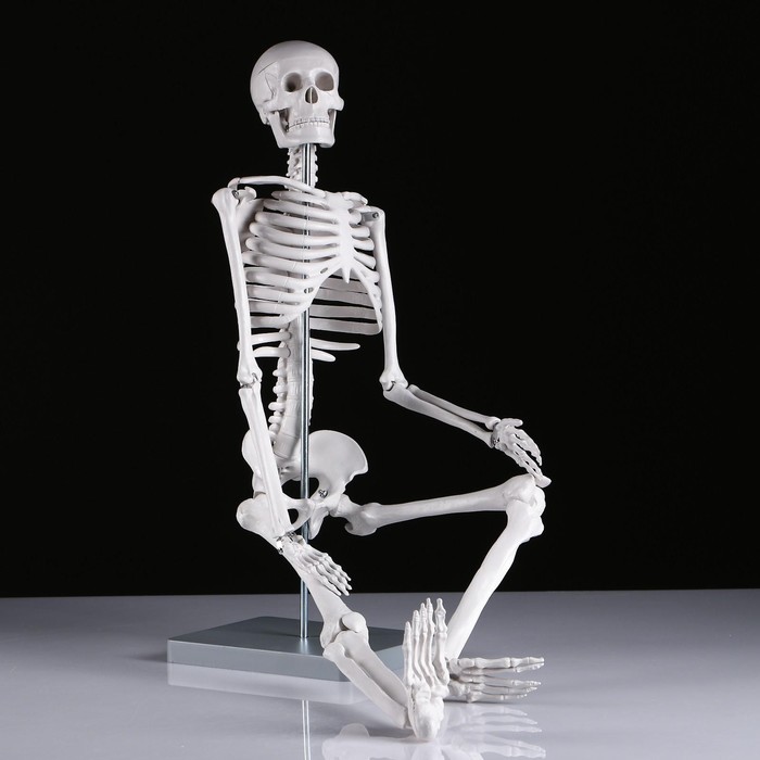 Макет "Скелет человека" 85см - фото 1908578879