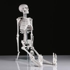 Макет "Скелет человека" 85см - фото 7696513