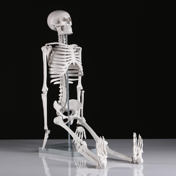 Макет "Скелет человека" 85см - фото 1908578880