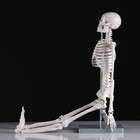 Макет "Скелет человека" 85см - фото 7696514