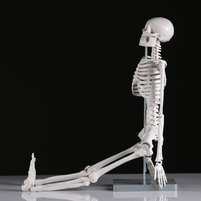 Макет "Скелет человека" 85см - фото 1908578881