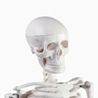 Анатомическая модель «Макет скелета взрослого человека», 85 см - Фото 5