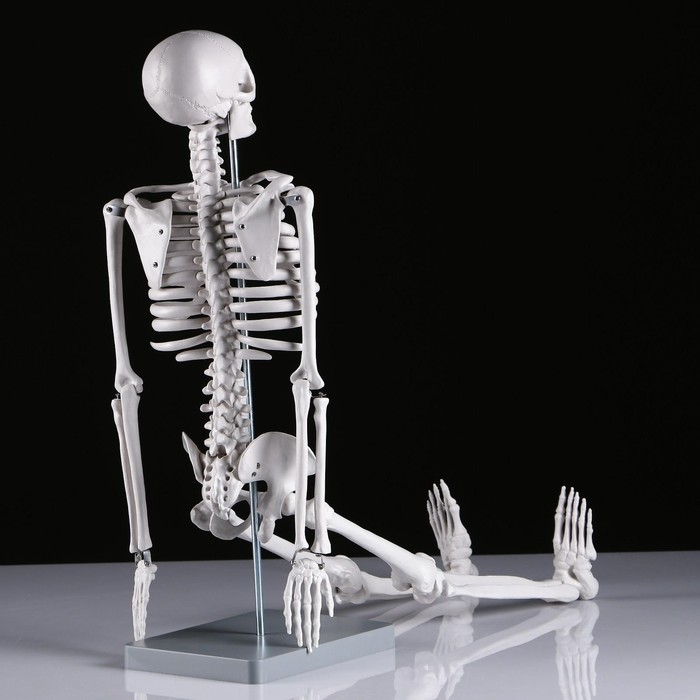 Макет "Скелет человека" 85см - фото 1908578882