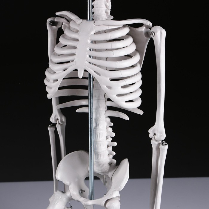 Макет "Скелет человека" 85см - фото 1908578883
