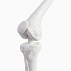 Анатомическая модель «Макет скелета взрослого человека», 85 см - Фото 8