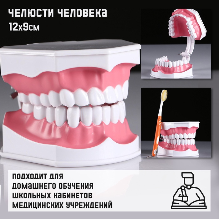 Анатомическая модель «Макет челюсти человека», 12×9 см - Фото 1