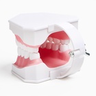 Анатомическая модель «Макет челюсти человека», 12×9 см - Фото 12