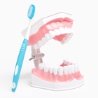 Анатомическая модель «Макет челюсти человека», 12×9 см - Фото 13