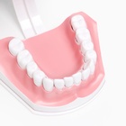 Анатомическая модель «Макет челюсти человека», 12×9 см - Фото 14