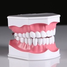 Анатомическая модель «Макет челюсти человека», 12×9 см - Фото 3