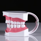 Анатомическая модель «Макет челюсти человека», 12×9 см - Фото 4