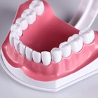 Анатомическая модель «Макет челюсти человека», 12×9 см - Фото 7