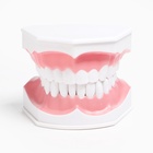 Анатомическая модель «Макет челюсти человека», 12×9 см - Фото 9