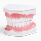 Анатомическая модель «Макет челюсти человека», 12×9 см - Фото 10