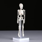 Макет "Скелет человека" 22см - фото 7403887