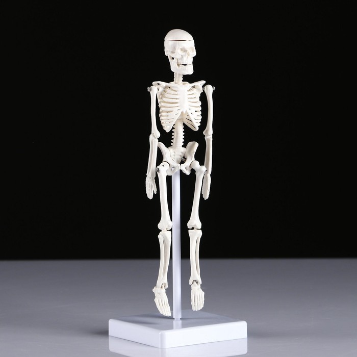 Макет "Скелет человека" 22см - фото 1908578893