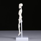 Макет "Скелет человека" 22см - Фото 3