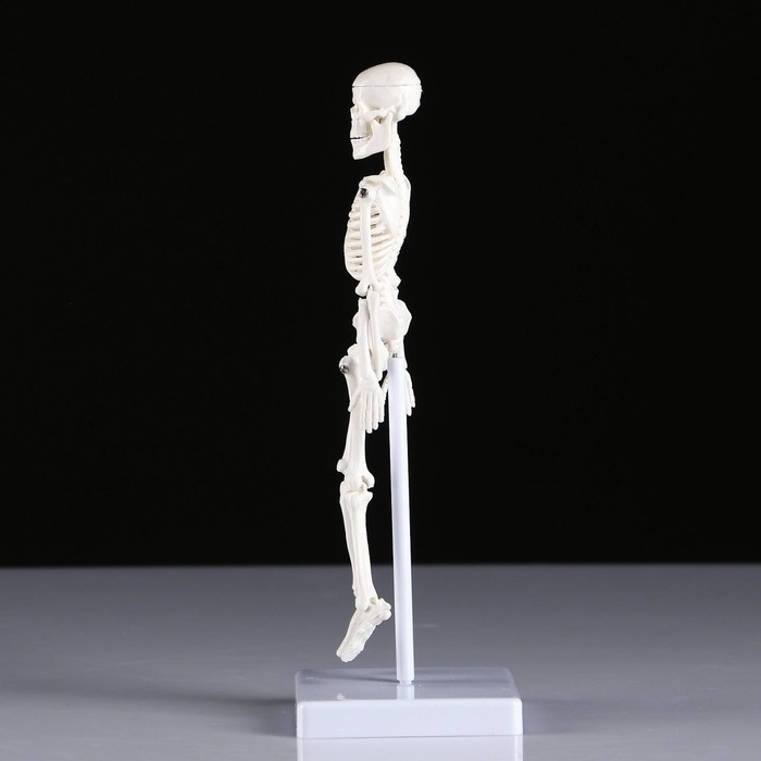 Макет "Скелет человека" 22см - фото 1908578894