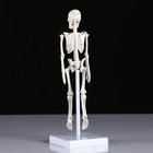 Макет "Скелет человека" 22см - Фото 4