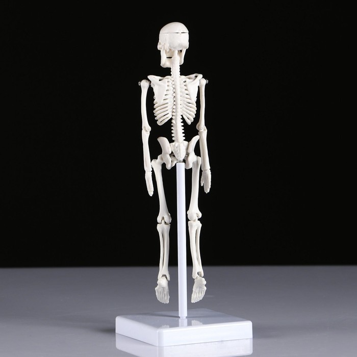 Макет "Скелет человека" 22см - фото 1908578895