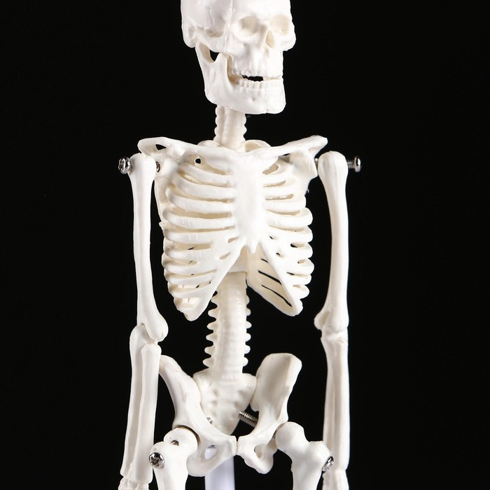 Макет "Скелет человека" 22см - фото 1908578896