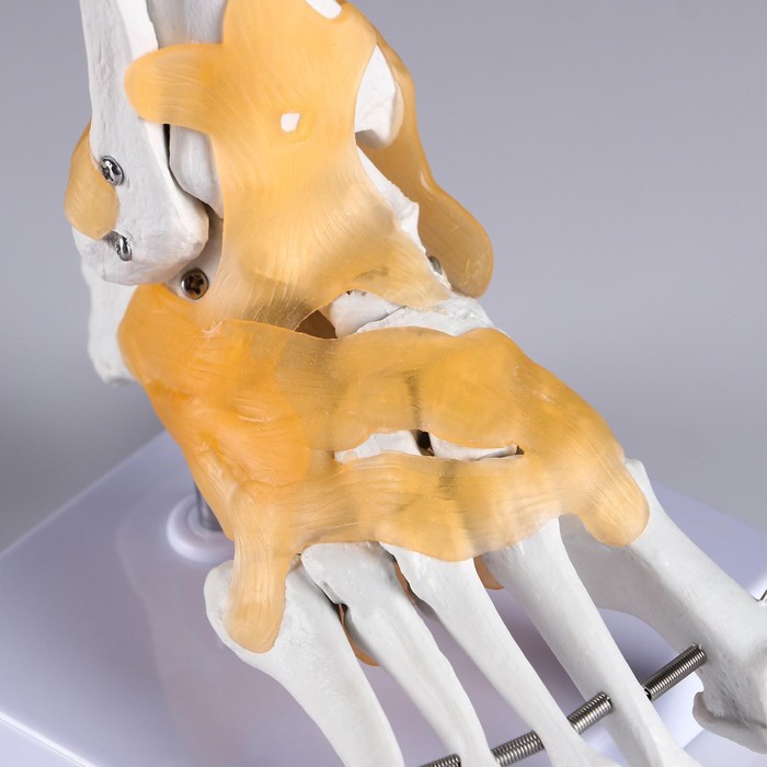 Макет "Голенностопный сустав человека" 21*20см - фото 1908578900