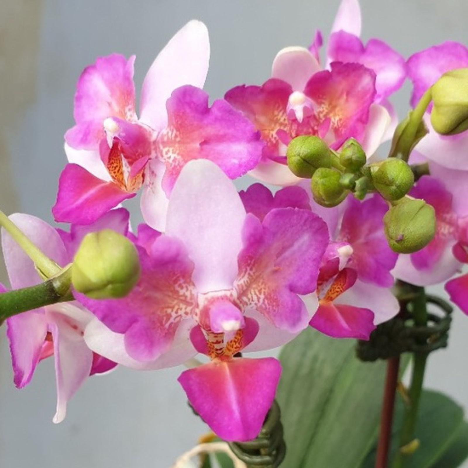 Льюис берри орхидея - 59 фото