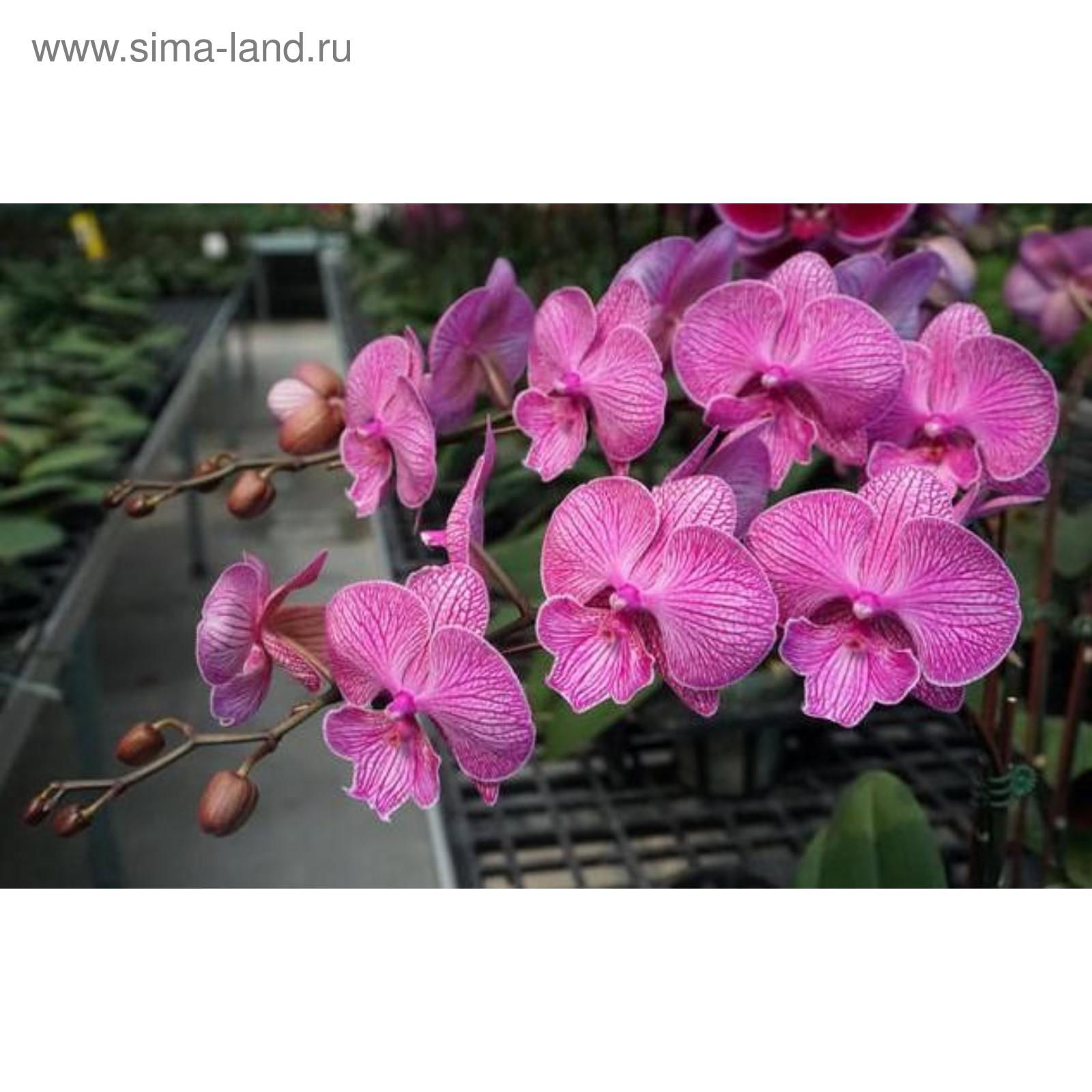 Miki dancer. Фаленопсис Miki Dancer. Phal. Miki Dancer '41'. Фаленопсис Miki Dancer 63. Phal. Miki Dancer '41' Орхидея.