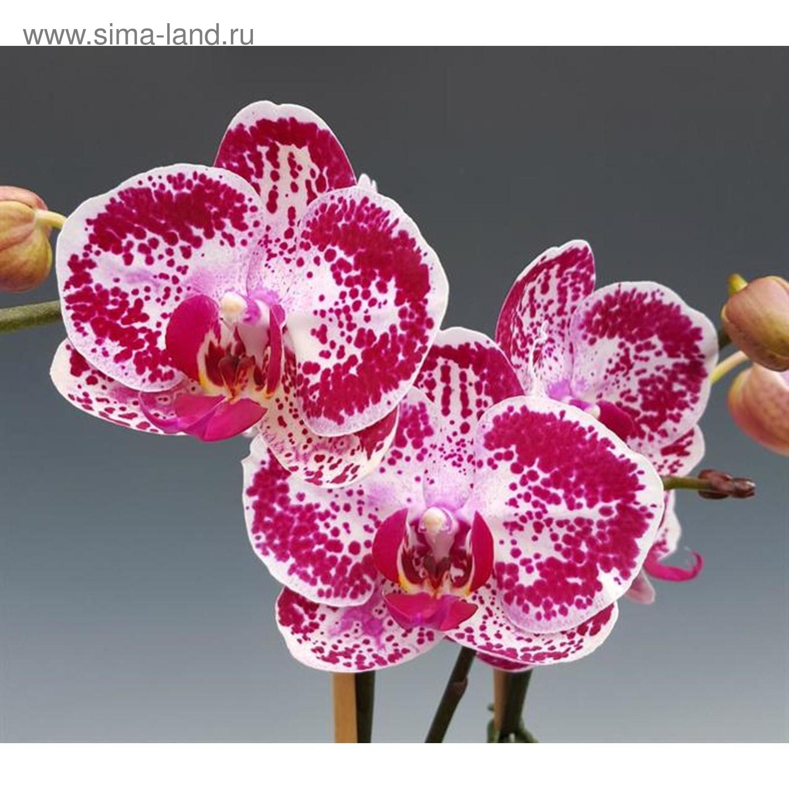 Фаленопсис мики дансер. Фаленопсис red eye. Фаленопсис miki black marble 469. Phal miki miki chocolate. Мики дансер 56 фаленопсис.