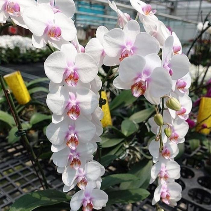 Орхидея микки фото Орхидея микки фото