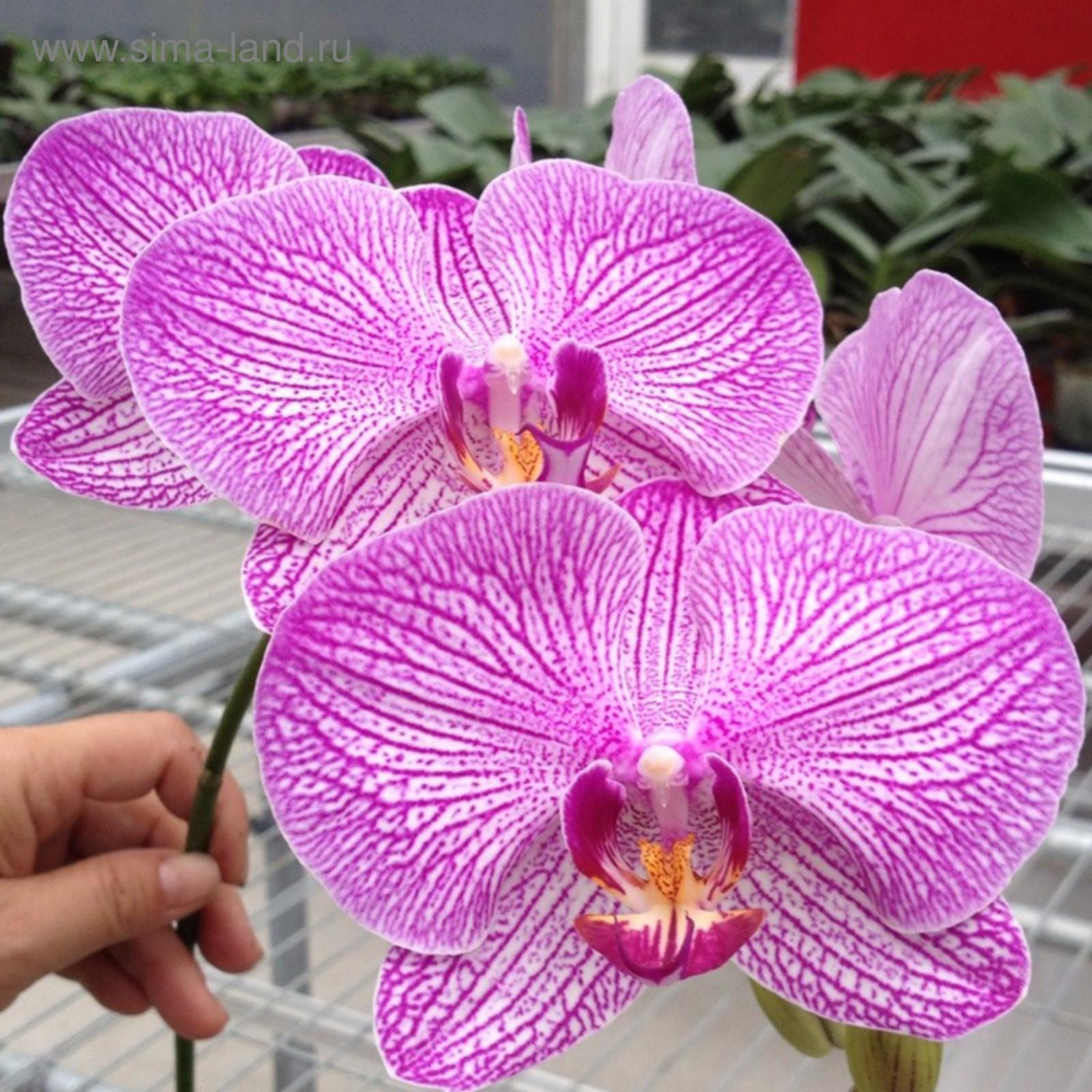 Орхидея варшава фото Орхидея варшава фото