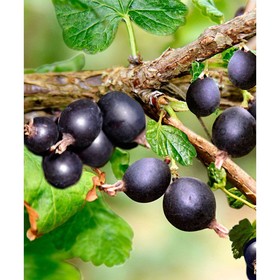 Саженец Йошта Моро (горшок р9), 1 шт., Осень 2025