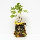 Саженец Йошта Моро (горшок р9), 1 шт., Осень 2025 - Фото 2