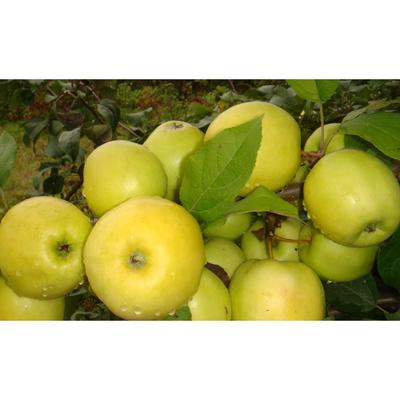 Саженец Яблоня карлики М.А. Мазунина (горшок 9*9*14) Чудное, 1 шт, Осень 2025