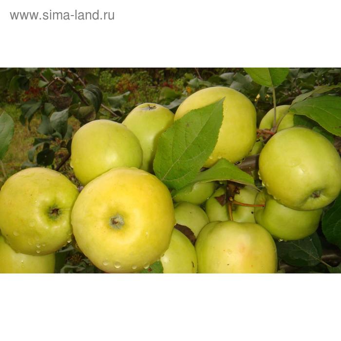 Саженец Яблоня карлики М.А. Мазунина (горшок 9*9*14) Чудное, 1 шт, Осень 2025 - Фото 1