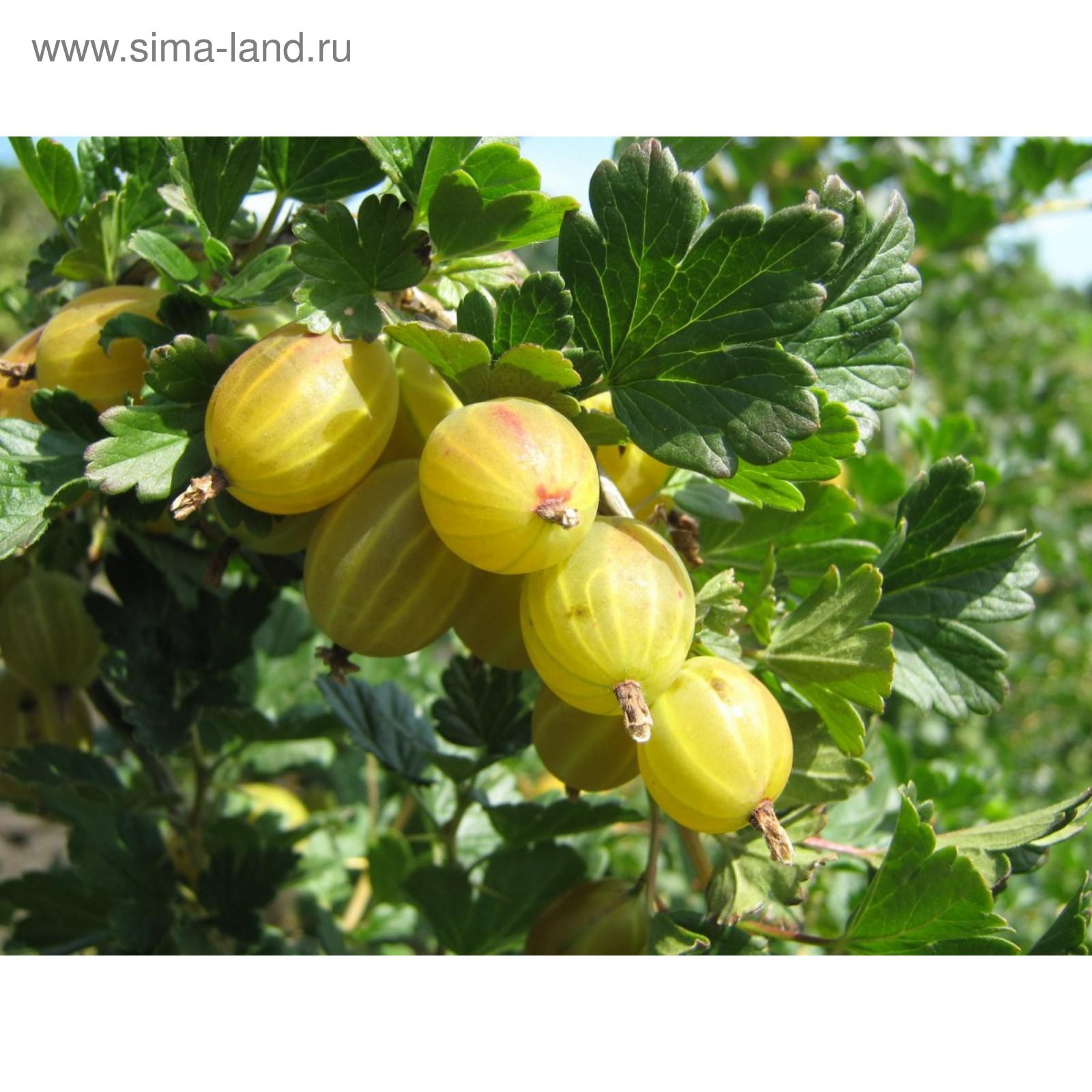 Крыжовник янтарный описание фото отзывы садоводов Крыжовник янтарный описание фото отзывы садоводов