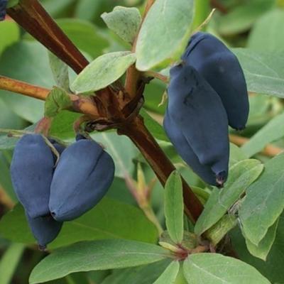 Саженец Жимолость (ОКС) Томичка, 1 шт, Осень 2025