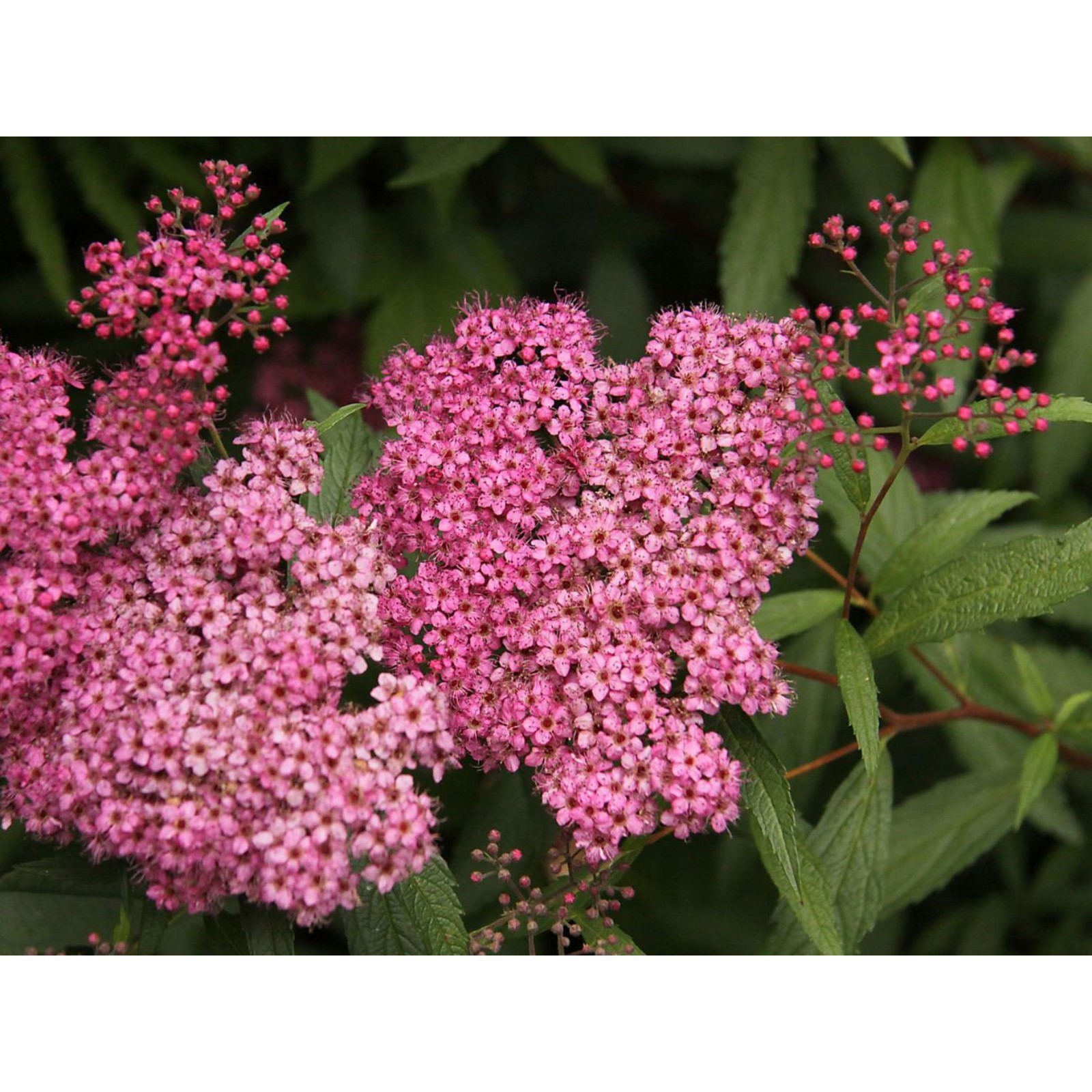 Спирея японская фробели (spiraea japonica froebelii). Спирея японская фроебелии. Спирея японская фробели. Спирея froebelii. Спирея японская (spiraea japonica `froebelii).