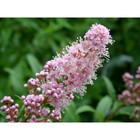 Саженец Спирея (горшок р9) Сиренецветная, 1 шт, Осень 2025 - Фото 1