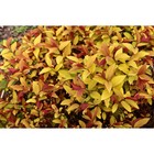 Саженец Спирея (горшок р9) Хуберт голд, 1 шт, Осень 2025 5232362