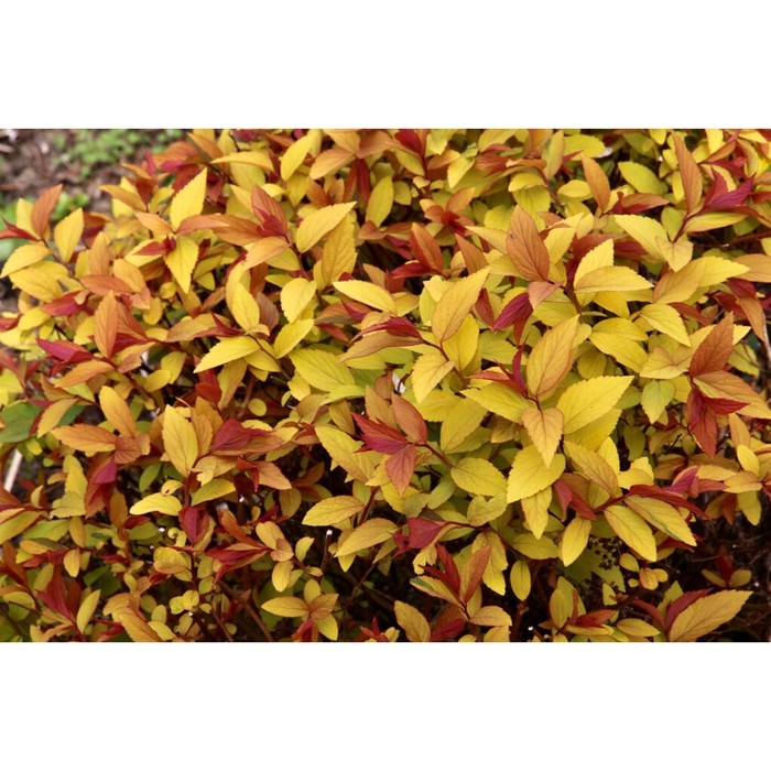 Саженец Спирея р9 Хуберт голд 1 шт. Весна 2026