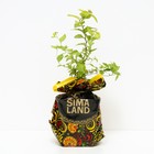 Саженец Спирея (горшок р9) Хуберт голд, 1 шт, Осень 2025 5232362